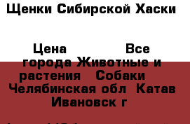 Щенки Сибирской Хаски › Цена ­ 20 000 - Все города Животные и растения » Собаки   . Челябинская обл.,Катав-Ивановск г.